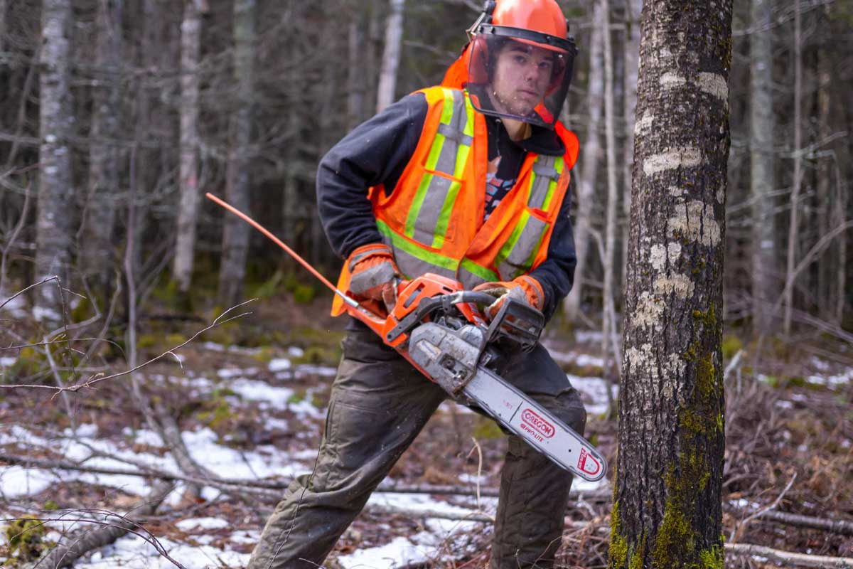 Abattage manuel et débardage forestier                                                              