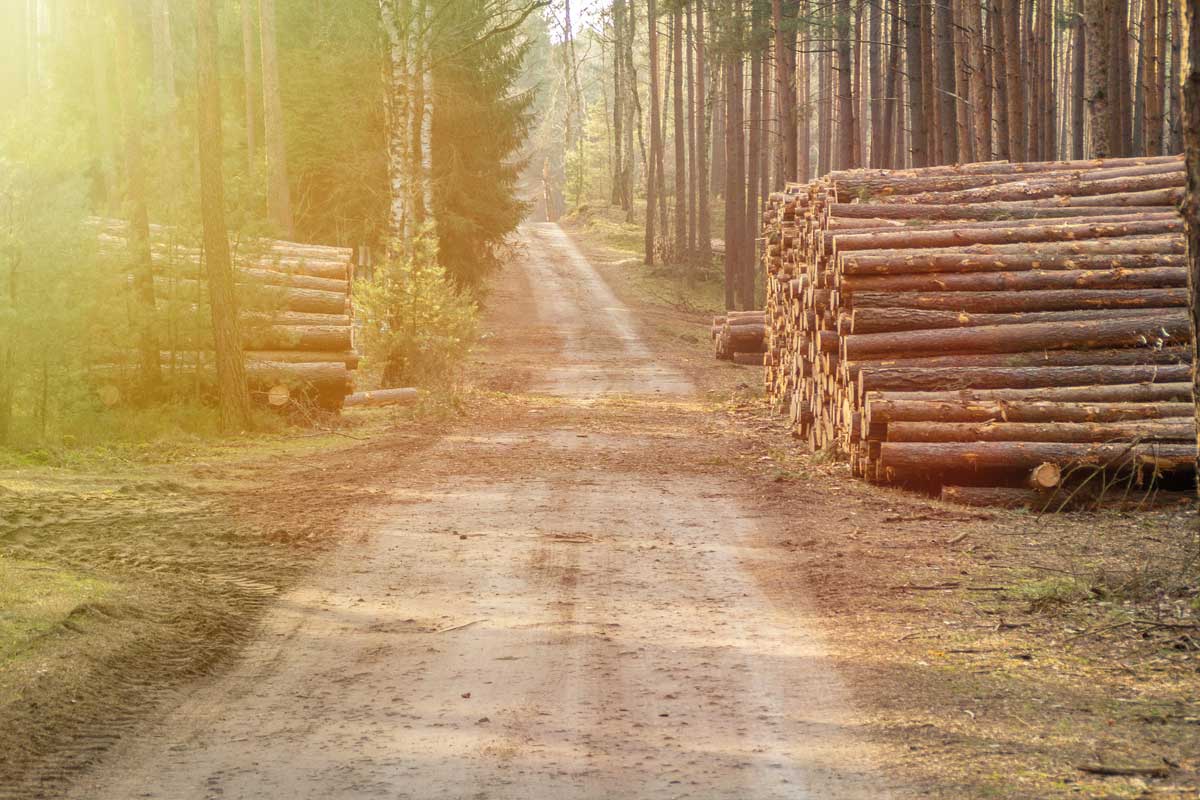 Abattage et façonnage des bois