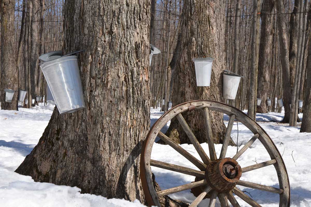 Installation et entretien d’un système de collecte de l’eau d’érable